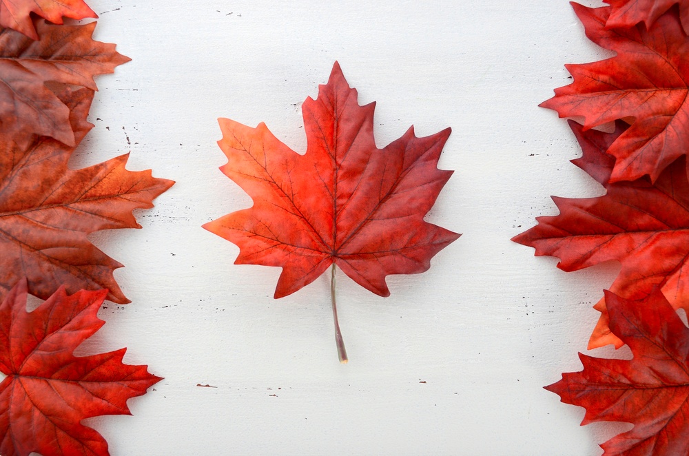 Maple Leaves.jpg