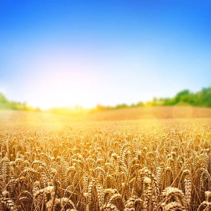 Wheat-field.jpg